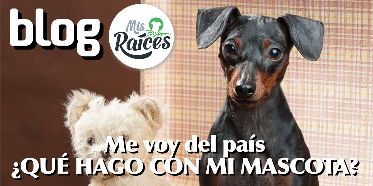Me voy del país ¿Qué hago con mi mascota?