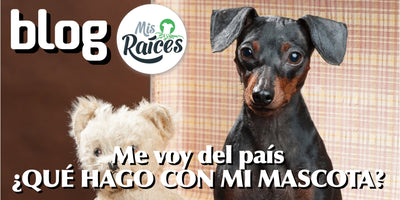 Me voy del país ¿Qué hago con mi mascota?